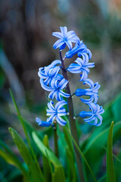 Schöne Blumen Eines Frühlingsgartens — Stockfoto