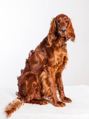 Kırmızı cocker spaniel köpek portresi beyaz arkaplanda izole edildi