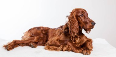 Beyaz arka planda kızıl saçlı köpek portresi. yüksek kaliteli fotoğraf