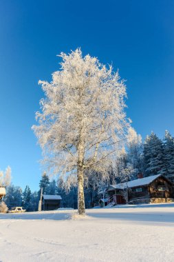Karla kaplı ağaçlarla kaplı güzel kış manzarası