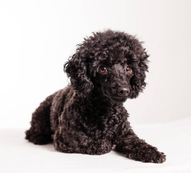 Beyaz arka planda siyah kaniş köpeği