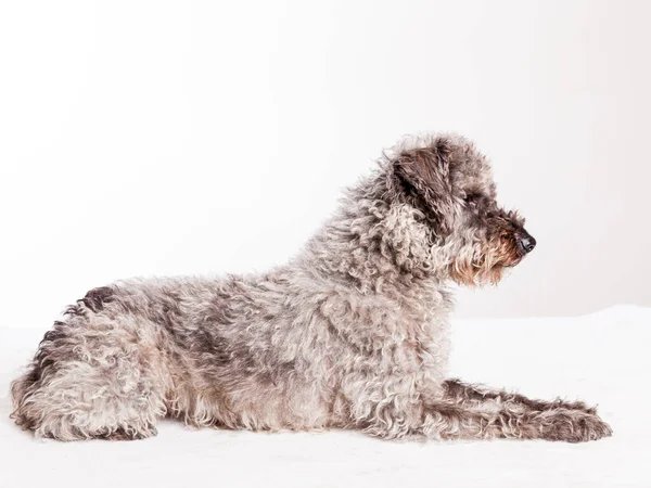 Studio Shot Adorabile Adorabile Cucciolo Avanese Sdraiato Sfondo Bianco — Foto Stock
