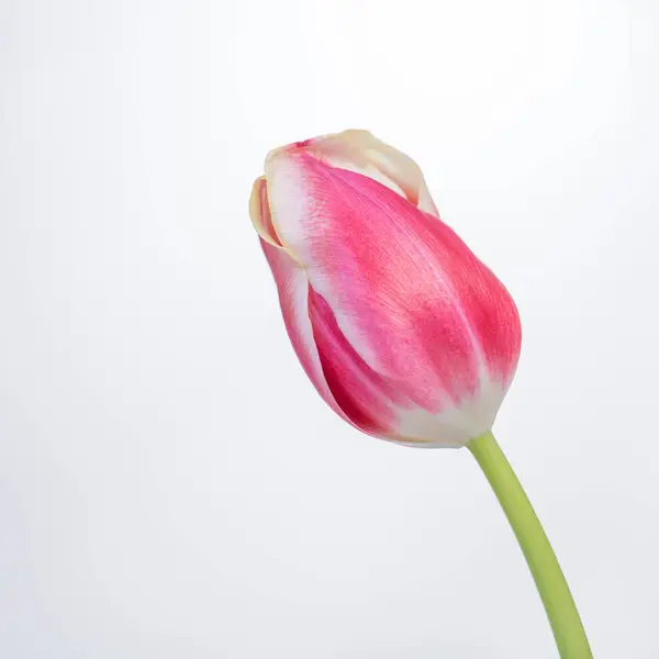 Όμορφη Ροζ Τουλίπα Απομονωμένη Λευκό Φόντο — Φωτογραφία Αρχείου