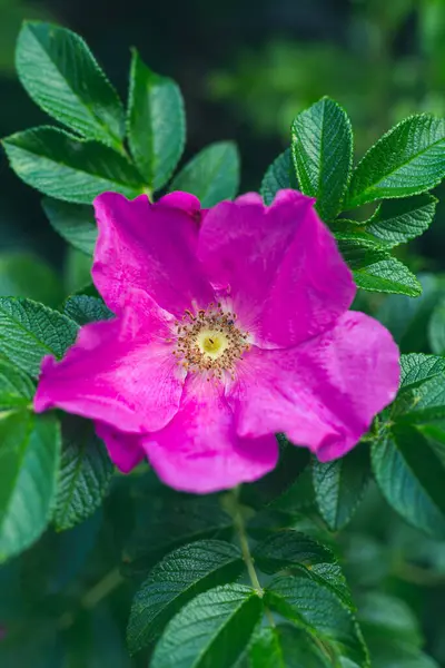 Rose Rose Fleur Aux Feuilles Vertes Images De Stock Libres De Droits
