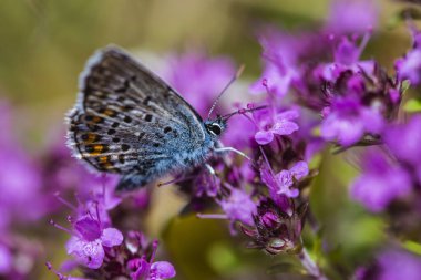 Bir mavi kelebek leylak çiçeğinde