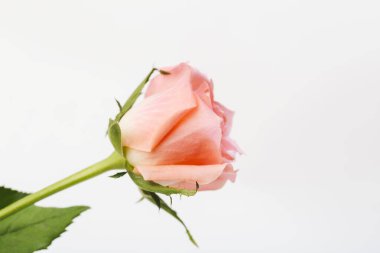 Stüdyoda pembe gül