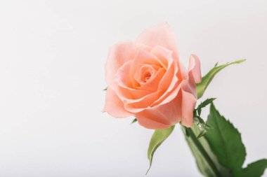 Beyaz arkaplanda pembe gül