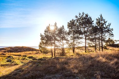 Günbatımında çamlar Mavi gökyüzünde