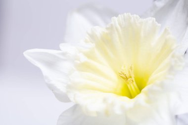 Beyaz bir narsistin yanına. 