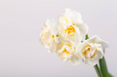 Stüdyoda beyaz narsis 