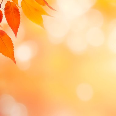 Bokeh ve bulanık kırmızı sarı ve turuncu sonbahar yaprakları ile odaklanmış sonbahar arkaplanı. Yüksek kalite fotoğraf