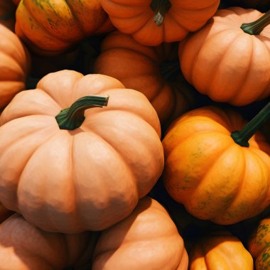 Balkabaklarını doğal bir grupta satışta, Cadılar Bayramı 'nda ya da Şükran Günü' nde yakın plan çekiyoruz..