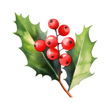 Yaprakları izole edilmiş kırmızı çoban üzümlerini kapatın.