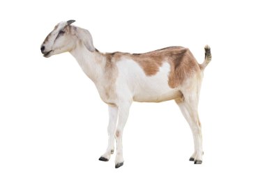 İzole edilmiş beyaz keçinin yan görüntüsü. beyaz ve kahverengi çizgili keçi.