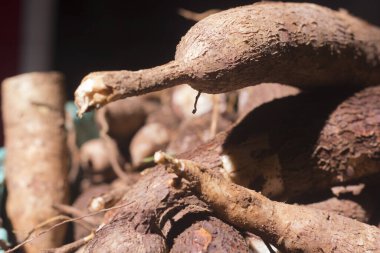Yakın plan, Cassava kökü koyu arkaplanda sepette izole edilmiş.
