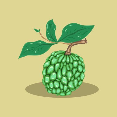 Cherimoya 'nın vektör çizimi veya yakın akraba Srikaya ve soursop. Egzotik tropikal annona ya da Cherimoya meyvesi. bir yaprak filizi ile cherimoya