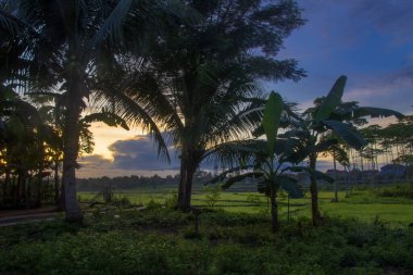 Hindistan cevizi ağaçları ve yeşil pirinç tarlalarının yanı sıra sabah dağların doğal manzarası ve altın gökyüzü.