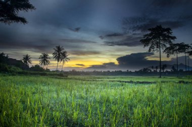 Hindistan cevizli pirinç tarlaları ve altın mavisi gökyüzü ve Endonezya 'nın Lampung kırsalında taze pirinç çiğ taneleriyle dolu doğal ağaçlar.