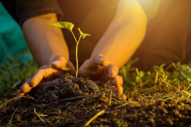 Erkek el ele tutuşan ağaç fidanı. Dünya Günü, tohum eken bir ağacın ellerinde. optik işaret fişeği