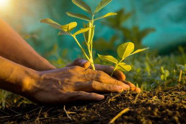 Adamın eli büyümüş fıstıkları tutuyor ve organik gübre ve çevresel bakım kavramı veriyor.