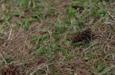 Çimlerin üzerinde kuru kozalaklar