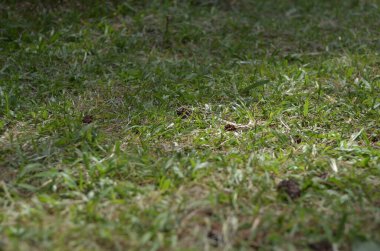 Dışarıdaki duvar kağıdında çim ve çam kozalakları