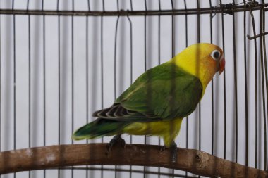 Aşk kuşu çok güzeldir.