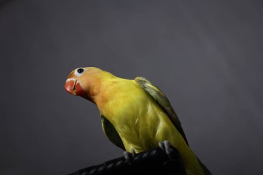 Aşk kuşu çok güzeldir.