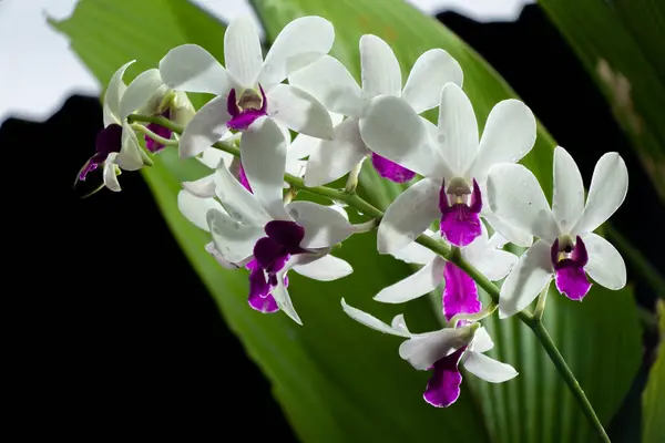 distortion of purple and white orchid flowers with outdoor palm leaves background