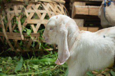 Kafesteki beyaz keçi çocuk, bir çocuk keçi doğdu.