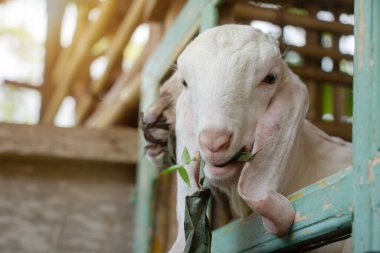 Uzun kulaklı beyaz keçi çocuk doğduğundan beri ilk otunu yiyor.