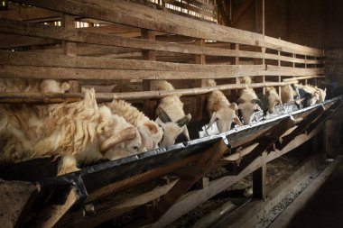 Keçi yiyen bir keçi kaleminin çektiği fotoğrafın açısına bak, bir keçi çiftçisi. Kurban kurbanlarının Müslüman kullanımı, Bayram Mübarek.