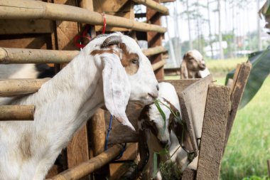 Appearance of a female bur type goat native to Indonesia, local goat breeder. Muslim sacrificial animals