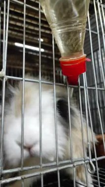 Amerikan tüylü tavşan demir kafes kafesinde içme suyu içiyor.