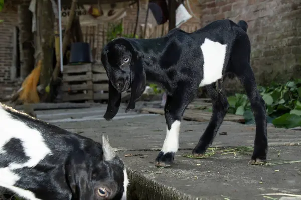 stock image baby goat with black fur and white stripes playing outdoors, Indonesian goat breeder