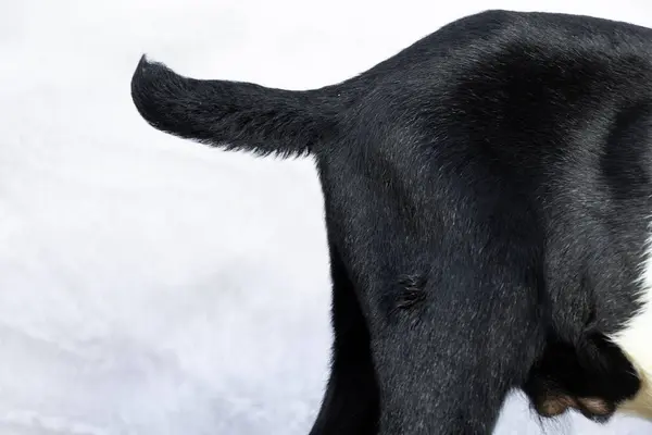 stock image tail of young male goat with black fur, body part side view protected by white,