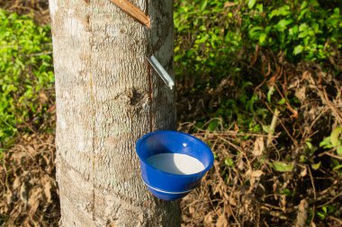 Plastik plastik konteynırlı kauçuk ağaç bahçesine yakın çekim, kauçuk çiftçi endüstrisi,