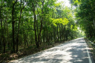 Fotoğrafın köşesinde asfalt yolu olan kauçuk tarlası manzarası asfaltta ağaç gölgeleri, otoban manzarası