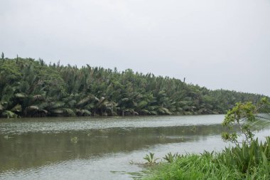 Arka planda yoğun bir palmiye ormanıyla nehir kıyısının fotoğrafını çekiyorlar..