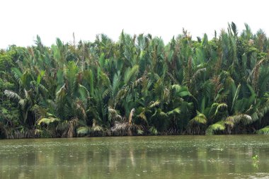 Doğal yeşil bulanık su, yemyeşil palmiye ormanları, tuzlu nehir haliçleri.
