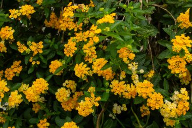 Bahçede sarı lantana çiçekleri, lantana duvar kağıdı, doğa çiçekleri.