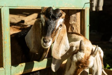 Endonezya keçi çiftliğinde, doğrudan güneş ışığıyla bir yalakta kahverengi erkek keçi.