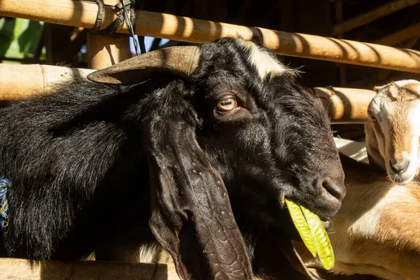 Müslümanlar için kurban edilmeye hazır erkek bir kara keçinin yakın çekimi, Kurban Bayramı