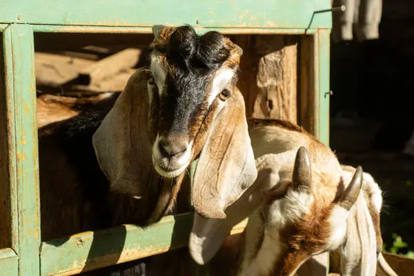 Endonezya keçi çiftliğinde, doğrudan güneş ışığıyla bir yalakta kahverengi erkek keçi.
