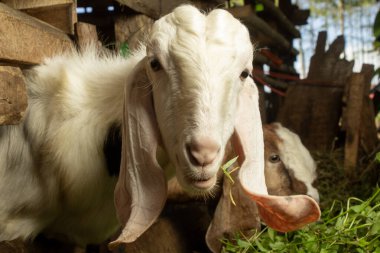 Genç beyaz erkek keçinin kafasının bir parçası. Uzun kulaklı, ağıllı. Kameraya bakıyor.