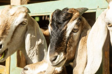 Keçi ağılının içinde açık kahverengi bir erkek keçinin kafasını yakın plan çekiyoruz. Sabah ışığı Endonezya keçi çiftliği.