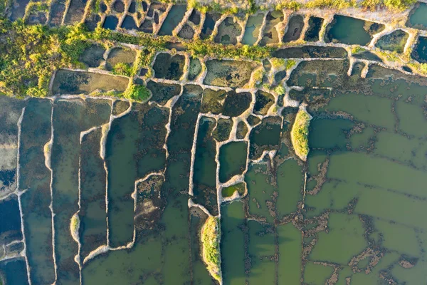 Top view of the green trees and water, photography from a drone marsh or tidal marsh it is located between land and brackish water that is regularly flooded by the tides.