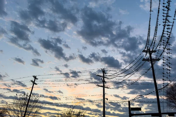 Πουλιά Σιλουέτα Ηλεκτρικό Καλώδιο Βράδυ Σούρουπο Ουρανό Φόντο Σύννεφα — Φωτογραφία Αρχείου