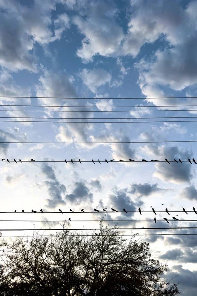 Grote Zwerm Vogels Zittend Elektrische Draden Schemering Vogels Elektriciteitslijn Met — Stockfoto