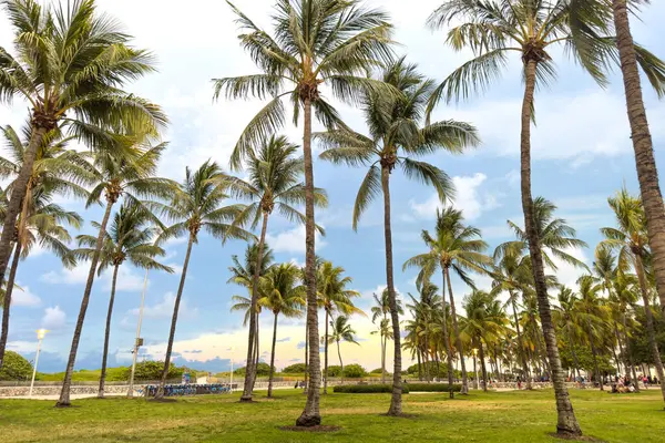マイアミ フロリダ 8月25日 2023 マイアミビーチの前にヤシの木でいっぱいの公園の眺め — ストック写真